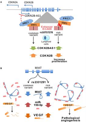 Into the Wild: GWAS Exploration of Non-coding RNAs